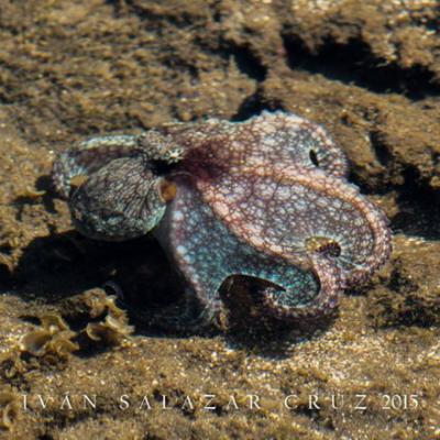 Pulpo