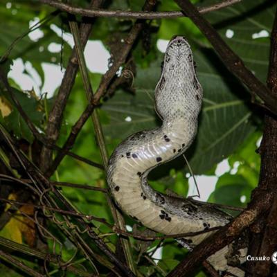 Serpiente