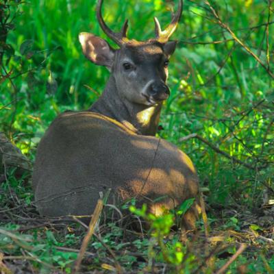 Venado