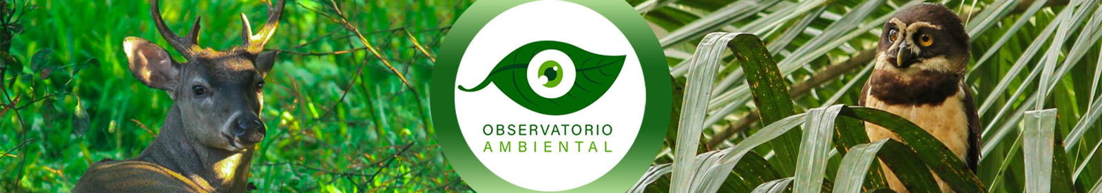 Blog ambiental