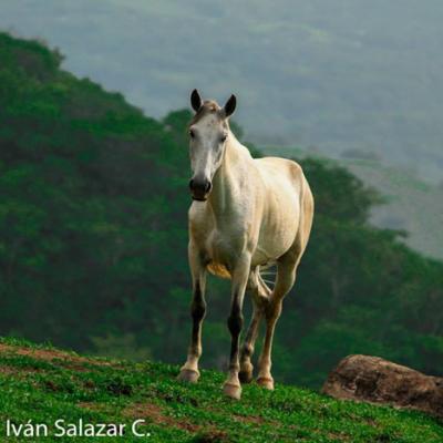 Caballo