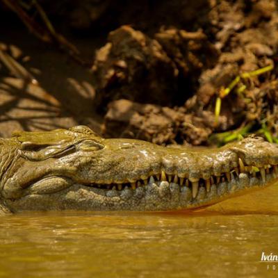 Cocotortuguero